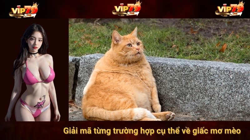 Giải mã từng trường hợp cụ thể về giấc mơ mèo