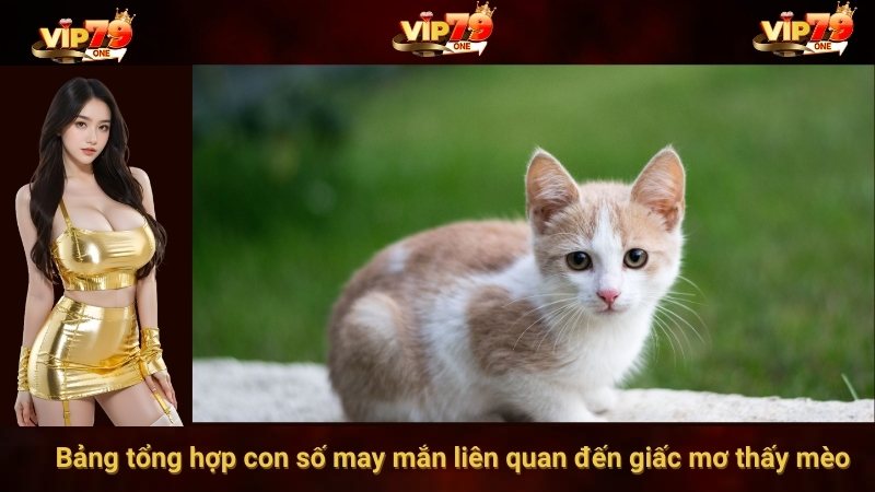 Bảng tổng hợp con số may mắn liên quan đến giấc mơ thấy mèo
